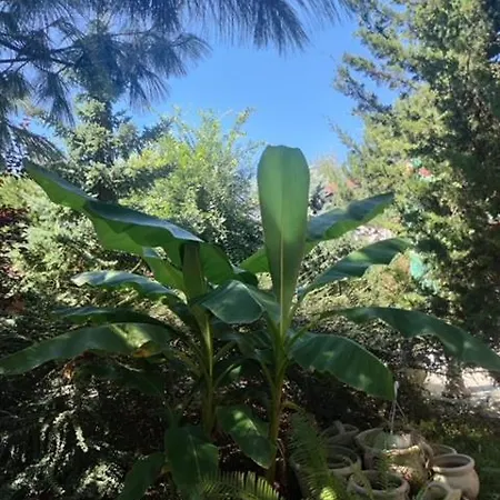 Suzana Garden 4*